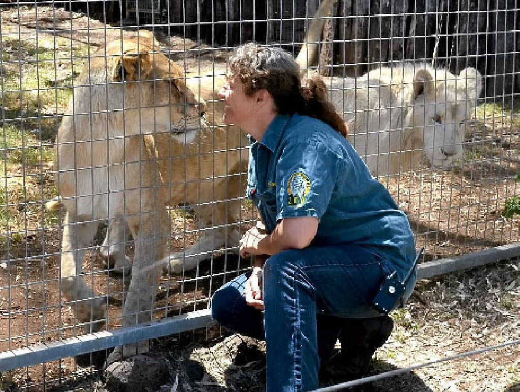 Stephanie Robinson with the big cats at the Darling Downs Zoo.
